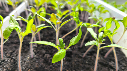 Tomato seedlings in a plastic container on a windowsill. Young plants are waiting to be planted in the soil in the garden. Farming and agriculture concept