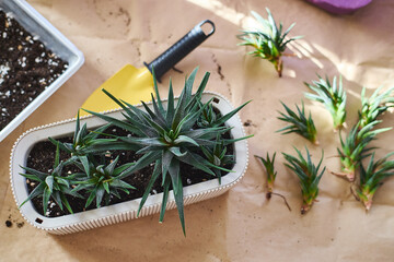 Spring replanting of indoor flowers. Replanting of Haworthiopsis - Haworthia Fasciata or Zebra Aloe plant, separation of new shoots.