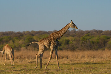 Tall Giraffe in an african safari in Pilanesberg park