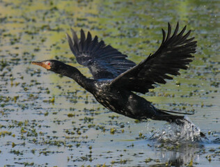 Dinokeng game reserve and mongena dam landscape