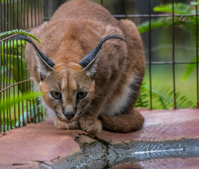 Caracal or African golden cat with it's protruding ears is also called as desert lynx