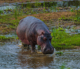 A hippo (Hippopotamus amphibius) on land in Kruger National Park, South Africa