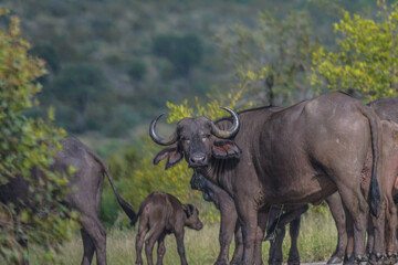 Obraz premium Big five herd of Buffalo during safari in Kruger national park