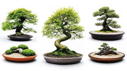 Five miniature bonsai trees, studio shot, white background, zen garden, peaceful scene, ideal for websites or print