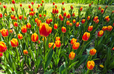 Obraz premium Field of red and yellow tulips