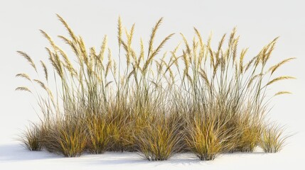 Prairie Cordgrass PNG