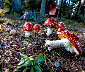 fly agaric mushroom