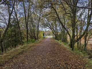 road in the woods