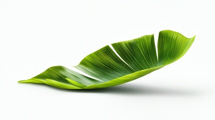 Fototapeta premium Close-up of a green leaf on white background with light reflection at bottom
