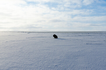 A black dog sits peacefully on a snowy surface during a bright sunny winter day. The scene captures the calmness and beauty of outdoor walks with pets in nature during the cold season.