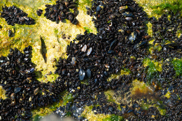 Сolony of small mussels has settled on a rock