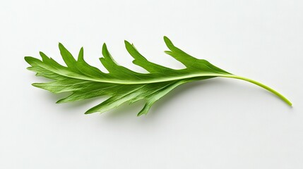 Obraz premium A detailed view of an emerald foliage against a snowy background, featuring a subtle mirror effect from behind the leaf