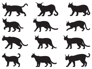 WILD CARACAL SILHOUETTE