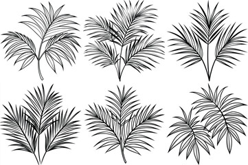 Palm leaves outline vector illustration isolated on white background.