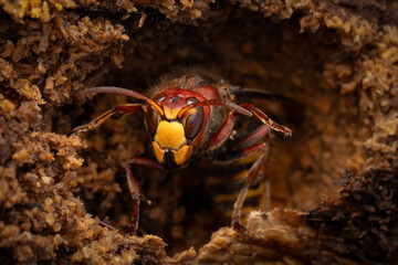 European hornet (Vespa crabro) close-up, Belgium