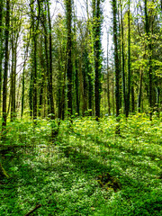 Obraz premium Wiederaufforstung im Mischwald