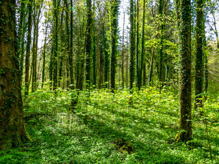 Obraz premium Wiederaufforstung im Mischwald