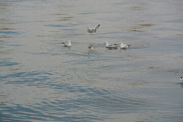 Seagulls Fighting Over Floating Bread, Dynamic Bird Interaction on Calm Water with Ripples in Natural Habitat