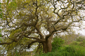Magnifique arbre dans la campagne de Lanmodez en Bretagne