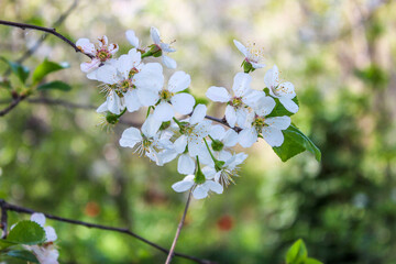 Beautiful spring cherry tree blossom. Close-up of white cherry tree branches blossom in spring.