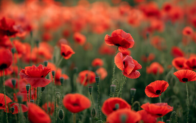 Obraz premium Wide view of red poppy field in full bloom. Nature and serenity concept. 