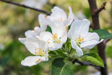 Obraz premium Beautiful spring apple tree blossom. Close-up of white and pink apple tree branches blossom in the garden.