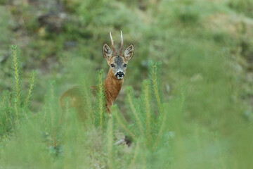 Sarna europejska (Capreolus capreolus) roe deer