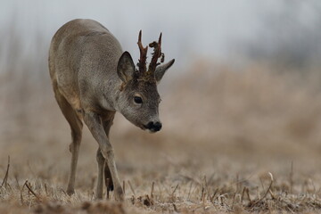 Sarna europejska (Capreolus capreolus) roe deer © Bartosz Rakoczy