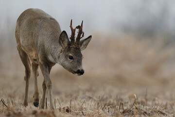 Sarna europejska (Capreolus capreolus) roe deer © Bartosz Rakoczy