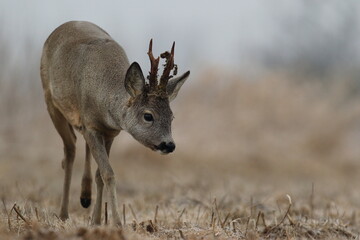 Sarna europejska (Capreolus capreolus) roe deer © Bartosz Rakoczy