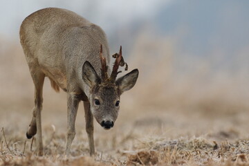 Sarna europejska (Capreolus capreolus) roe deer