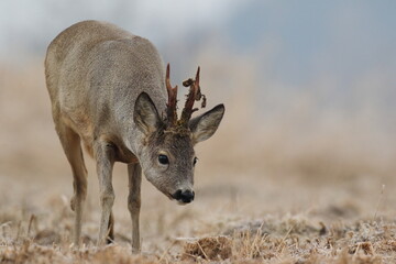Sarna europejska (Capreolus capreolus) roe deer © Bartosz Rakoczy