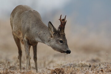Sarna europejska (Capreolus capreolus) roe deer