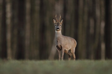 Sarna europejska (Capreolus capreolus) roe deer © Bartosz Rakoczy
