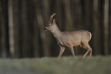 Sarna europejska (Capreolus capreolus) roe deer © Bartosz Rakoczy