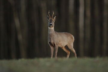 Sarna europejska (Capreolus capreolus) roe deer © Bartosz Rakoczy