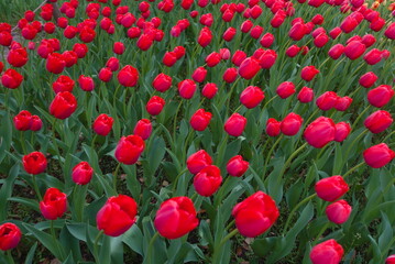 red tilted tulip flowers 
