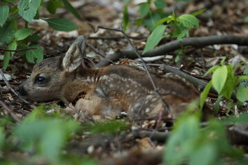 Sarna europejska (Capreolus capreolus) roe deer © Bartosz Rakoczy