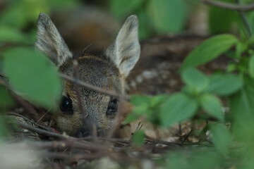 Sarna europejska (Capreolus capreolus) roe deer © Bartosz Rakoczy