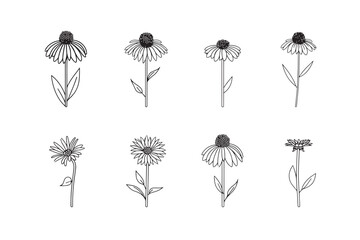 Botanical Echinacea Herb Line Icon