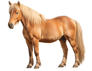 Naklejka premium A palomino horse standing in a full shot against a transparent background with a blonde mane and tail png