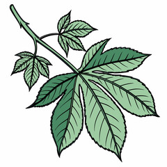 Illustrated Green Leafy Branch Detailed Botanical Drawing Isolated On White Background