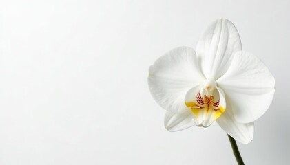 Fototapeta premium Delicate white orchid blossom on pure white background, plant, spring