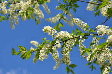 Bird cherry tree (Prunus Padus) blooming branches against blue sky background. Spring ,awakening of nature concept. Free copy space.