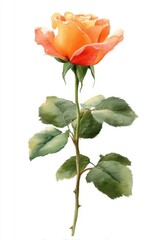 Watercolor Rose Painting in Shades of Orange and Red with Green Leaves on White Background Artistic Floral Illustration