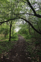 narrow path through the forest in sunny weather