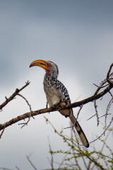yellow billed hornbill