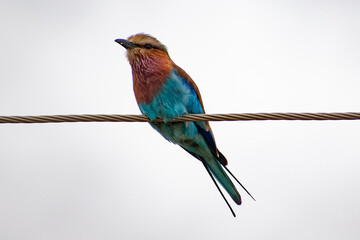 lilac breasted roller on a powerline 