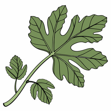 green fig leaf on white background clip art preview
