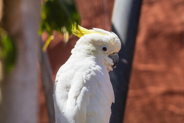 Large white parrot White cockatoo - Cacatua alba in an aviary